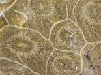 Polished Fossil Coral (Actinocyathus) - Morocco #100569-1